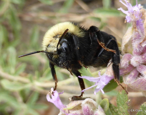 Indiscriminate Cuckoo Bumble Bee