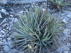 Agave striata