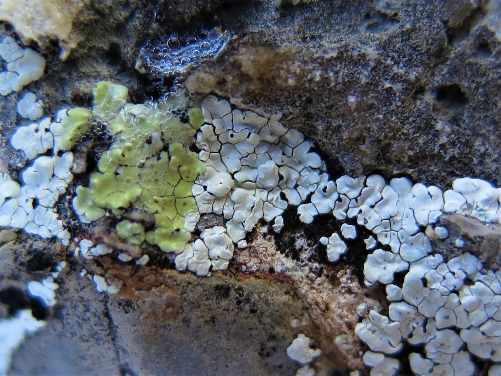 Acarospora epilutescens