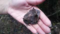 Proceratophrys laticeps