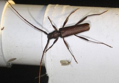 Xystrocera virescens