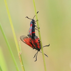 Zygaena ephialtes