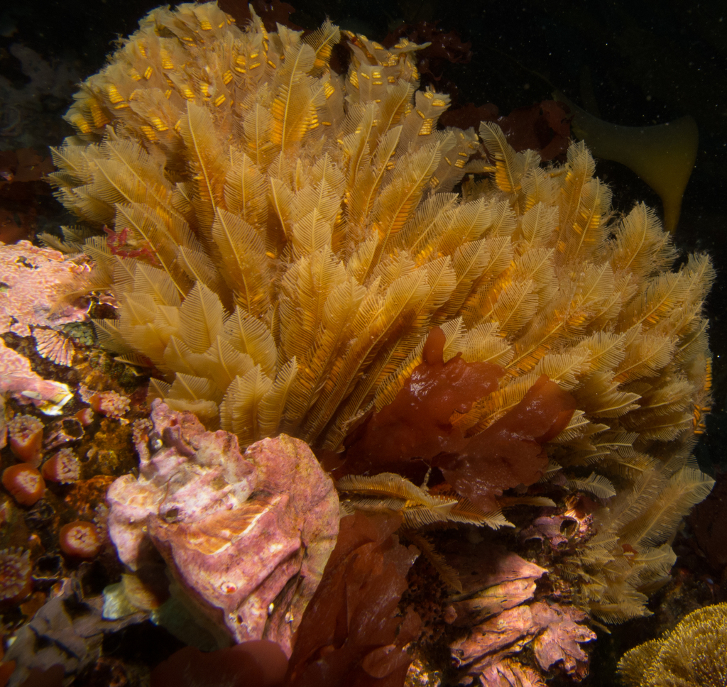 ostrichplume hydroid