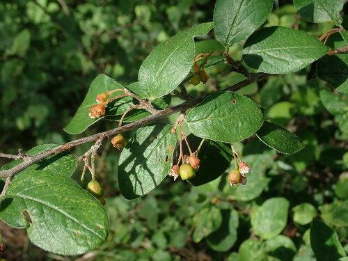 Cotoneaster laxiflorus