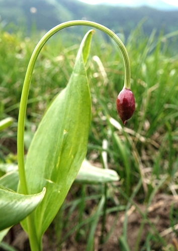 cesnak hadí (Allium victorialis)