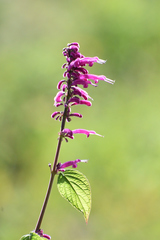 Salvia iodantha
