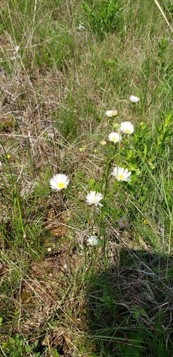 Image of Erigeron dolomiticola by (c) Stephan Eselgroth, some rights reserved (CC BY-SA)