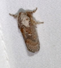 Pseudanapaea denotata