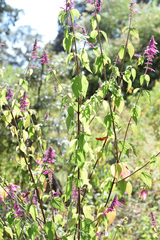 Salvia iodantha