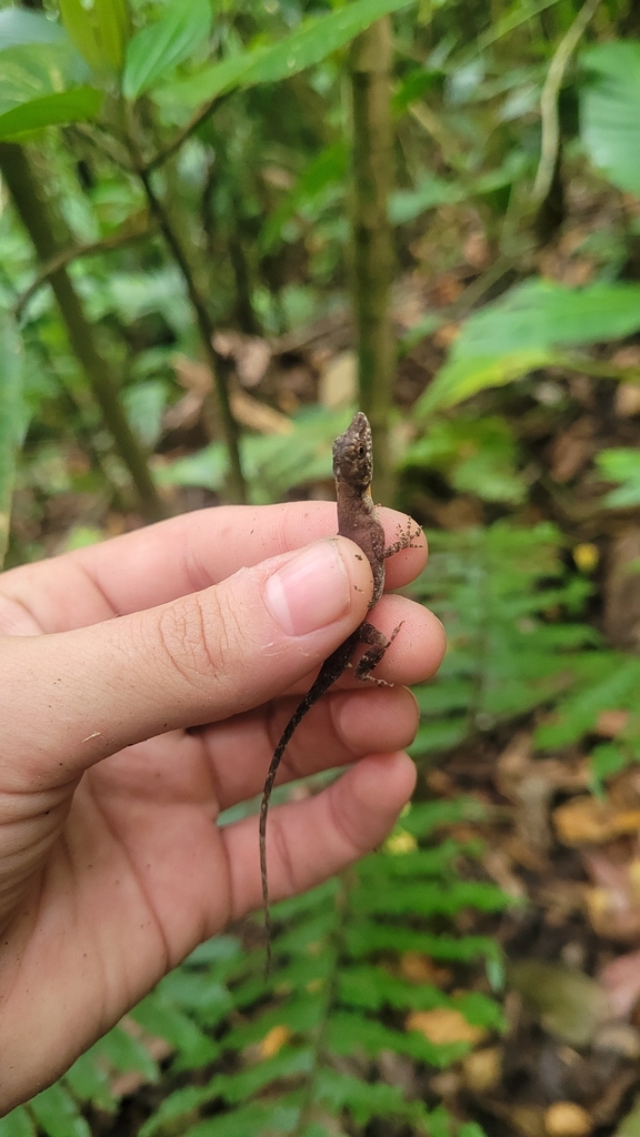 Nombre de Dios anole