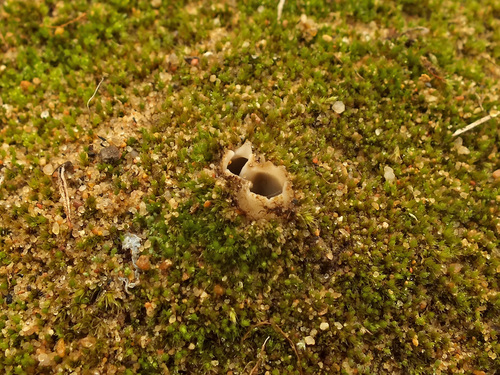 Geopora arenosa image