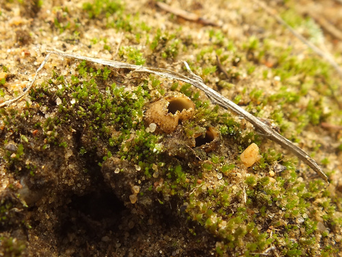Geopora arenosa image
