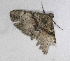Syneora adelphodes
