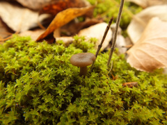 Clitocybe barbularum