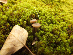 Clitocybe barbularum