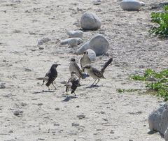 Mimus parvulus bauri