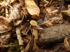 Clitocybe barbularum