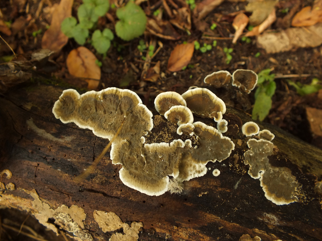 Porostereum spadiceum