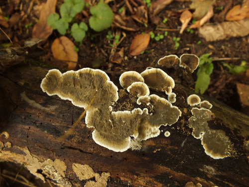 Porostereum spadiceum image