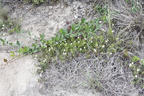 Image of Delosperma inconspicuum by (c) Tony Rebelo, some rights reserved (CC BY-SA)