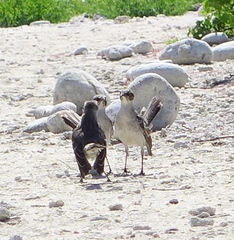 Mimus parvulus bauri