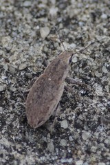 Tanymecus lacaena