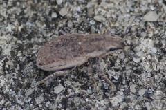 Tanymecus lacaena