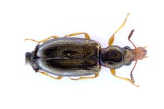 Salpingus planirostris