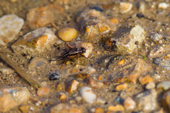 Allonemobius maculatus