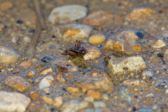 Allonemobius maculatus