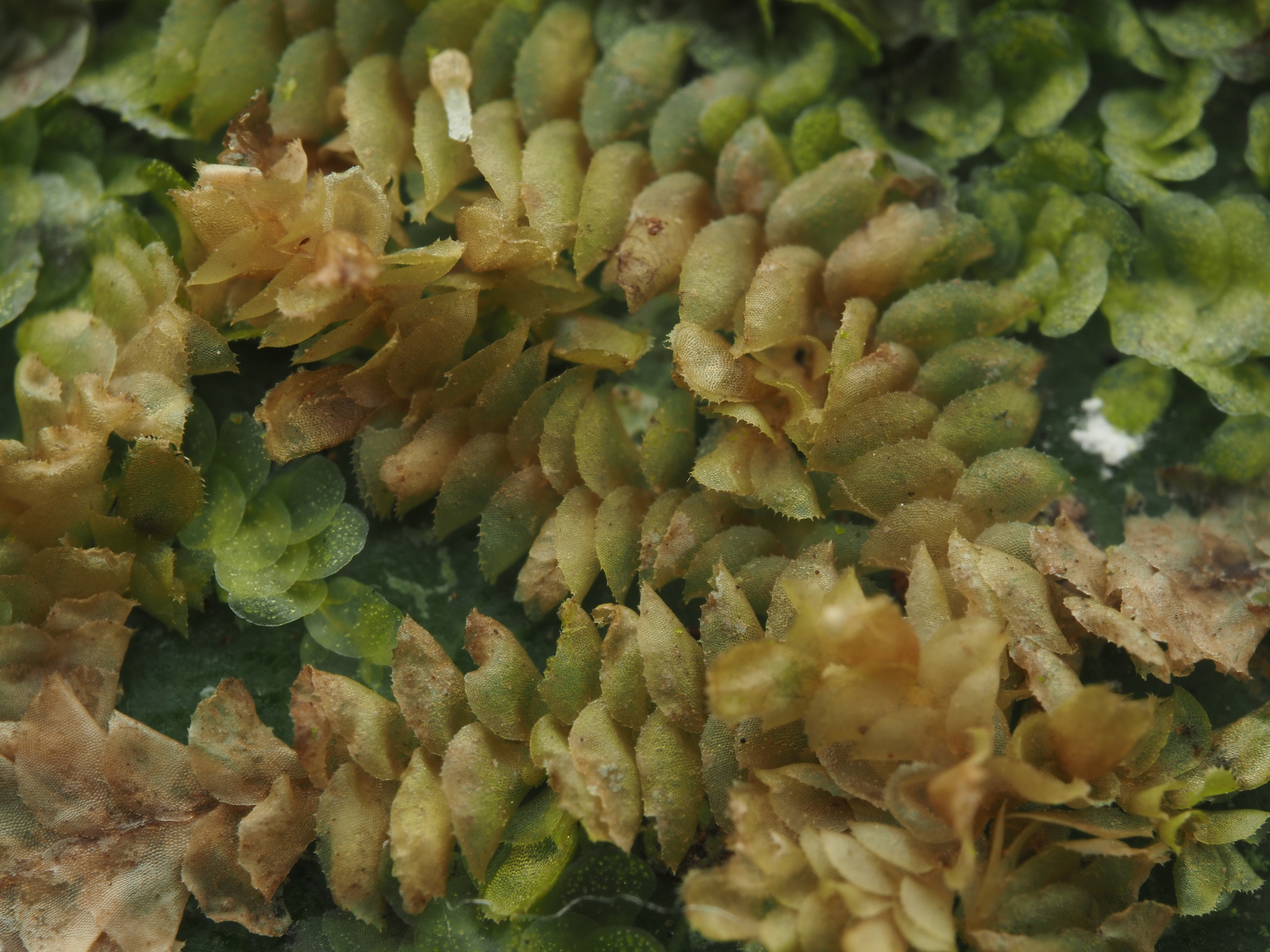 Odontolejeunea