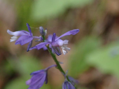 Gorki krestušac (Polygala amara)