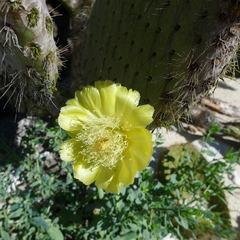 Opuntia helleri