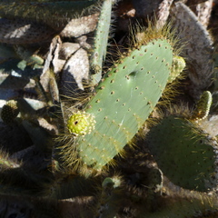 Opuntia helleri