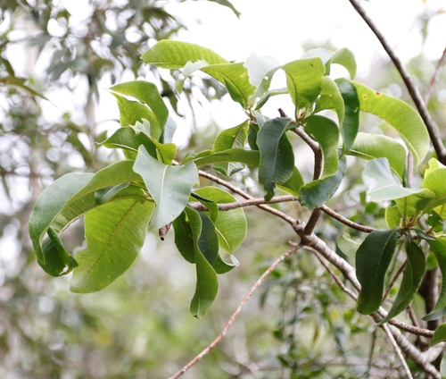 Calodendrum capense