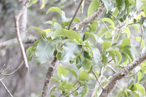 Calodendrum capense