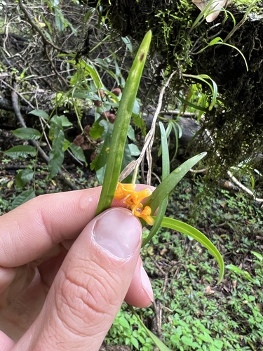 Polystachya lindblomii image