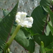 Ipomoea habeliana - Photo (c) icosahedron, algunos derechos reservados (CC BY), subido por icosahedron