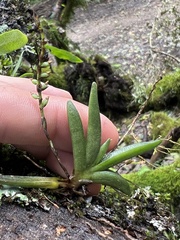 Bolusiella iridifolia image