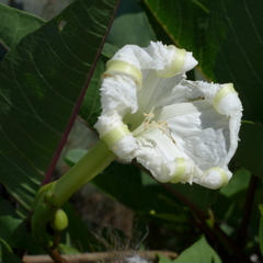 Ipomoea habeliana