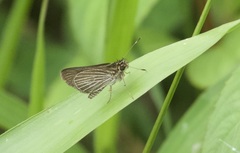 Image of Vehilius stictomenes