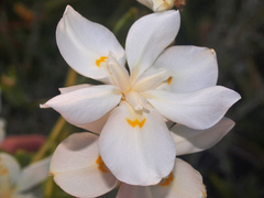 Dietes robinsoniana