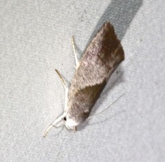 Xylorycta apheles