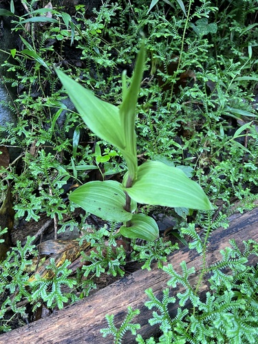 Epipactis africana image