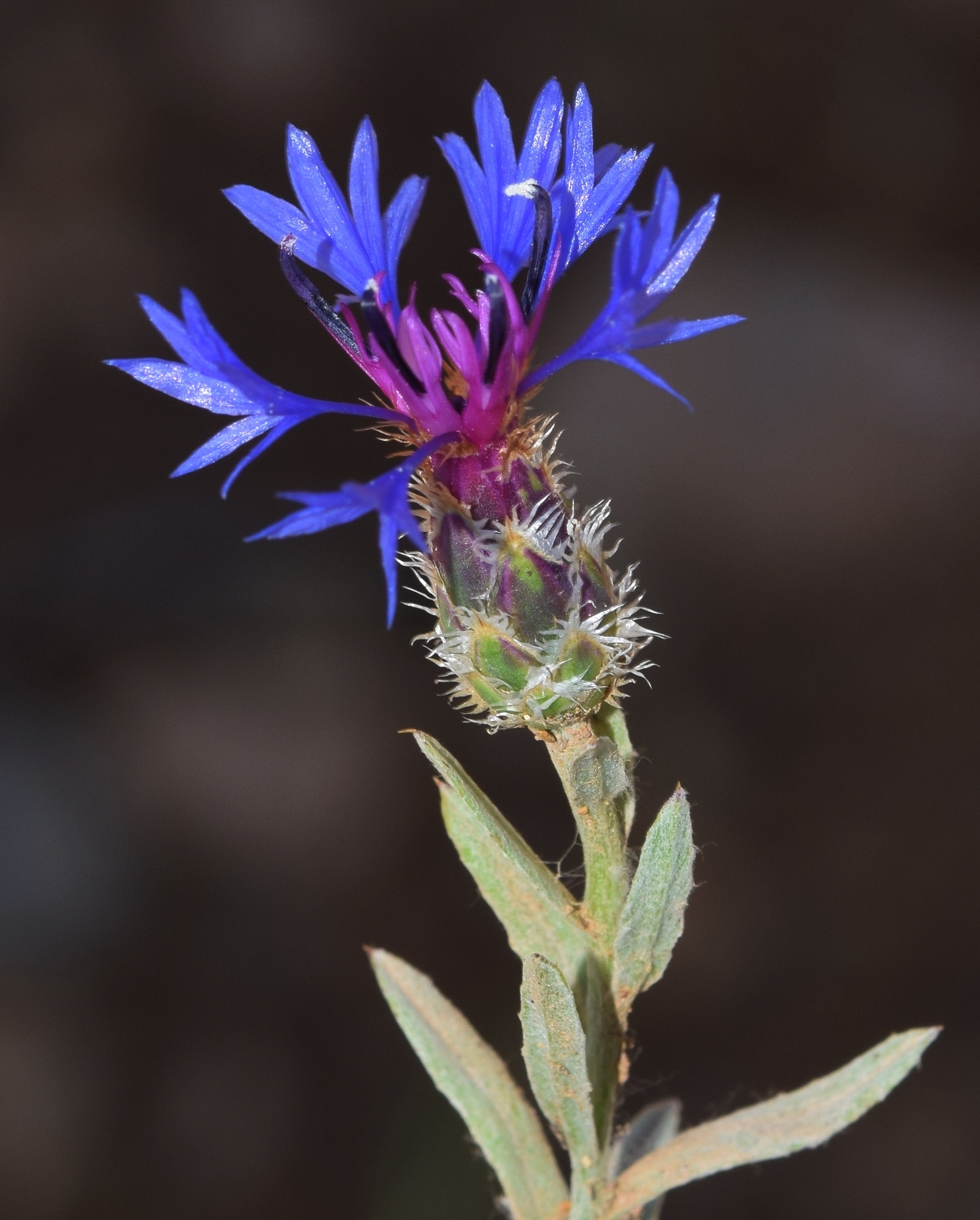 Centaurea depressa