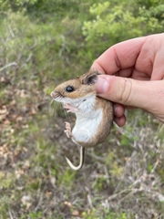White-Footed Deermouse photo 3