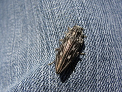 Chalcophora georgiana