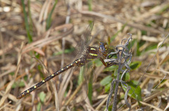 Cordulegaster maculata