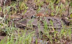 Eremopterix leucotis