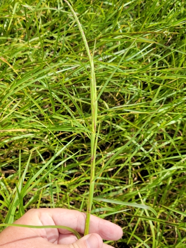 Image of Hemarthria altissima by (c) Jay Horn, some rights reserved (CC BY)